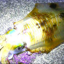 焼津ふぃっしゅーなにて、アオリイカ、太刀魚、タコなど